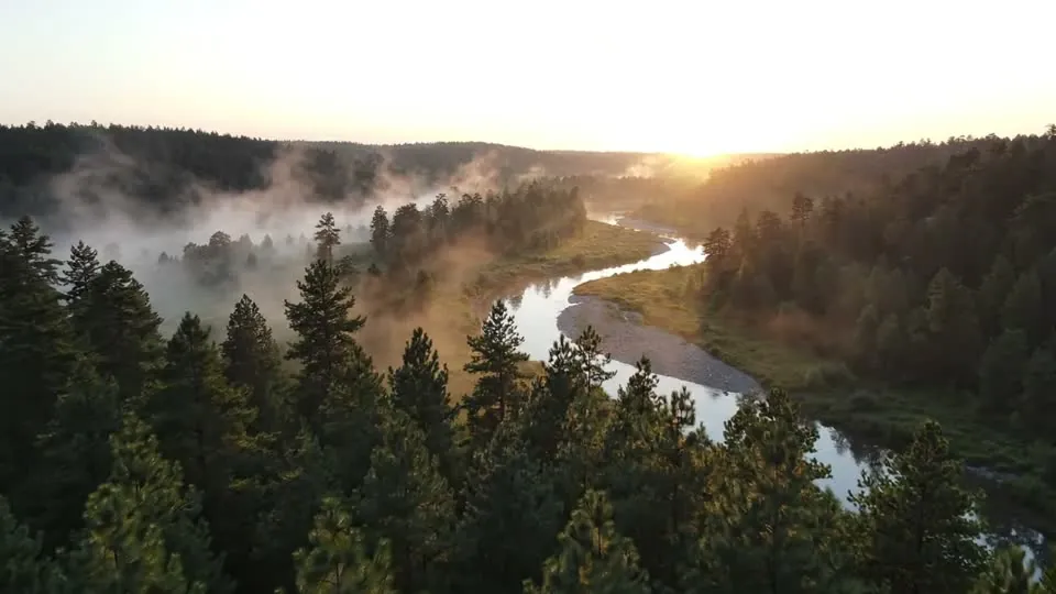 Video API pricing example: aerial drone shot over misty pine forests at sunrise, from a four-second Veo 3.1 Lite clip
